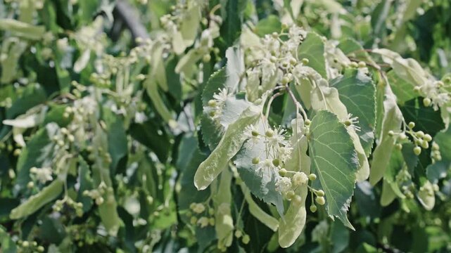 Blossoming season. Natural tree plant. Flora nature. Aromatic blooming linden in nature. Linden tree bloom. Flowering nature closeup. Macro of flowering linden tree footage