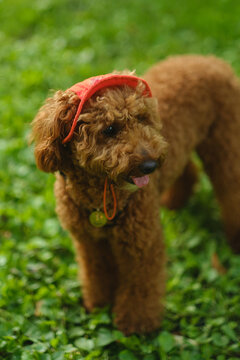 Cute funny apricot poodle dog wearing a red cap standing on green grass in the park and smilin
