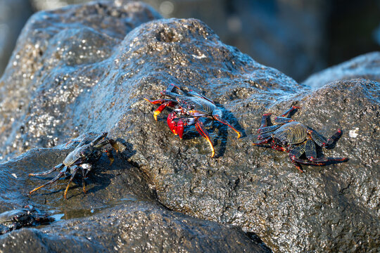 Three wild colorful red rock crabs crawling on wet dark volcanic rocks