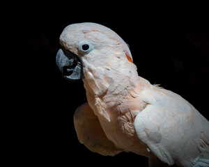 Salmon Crested Cockatoo Side View © Ian