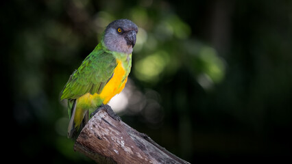 Obraz premium Senegal Parrot Perched on a Sawn Branch