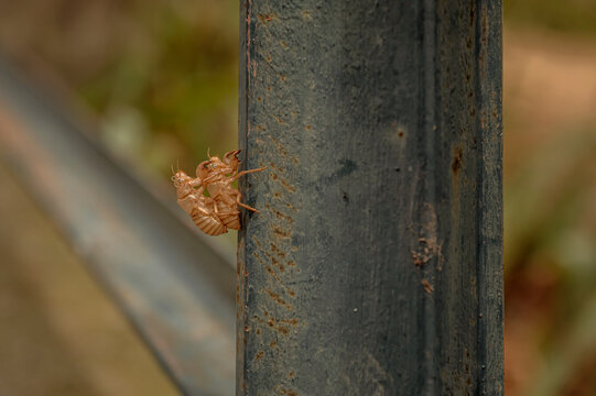 Empty Cicada Exoskeleton Clinging to Metal Surface &ndash; Close Up of Insect Molting