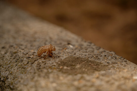 Empty Cicada Exoskeleton on Rocky Ground &ndash; Symbol of Metamorphosis and Nature