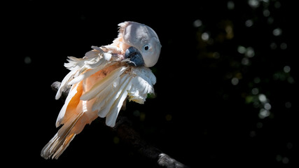 Salmon Crested Cockatoo with a Poorly Wing © Ian