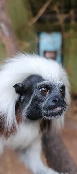 Detailed Portrait of a Cotton-Top Tamarin Monkey with Sharp Eyes and White Crest. 