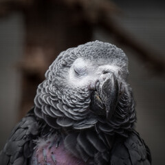 Sleepy African Grey Parrot with a Small Plucked Area © Ian