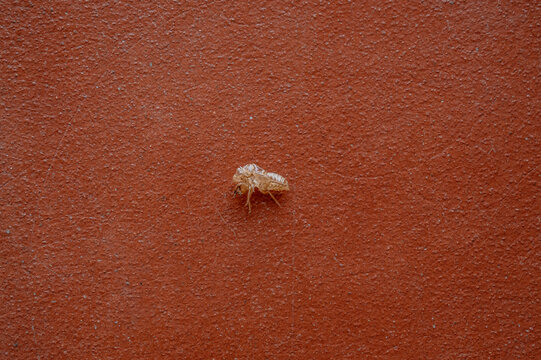 Single Empty Cicada Shell on Red Textured Background with Copy Space