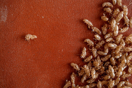 Empty Cicada Exoskeletons on Red Surface with Copy Space