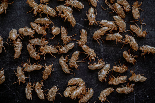 Many Empty Cicada Shells Forming Natural Pattern on Dark Background