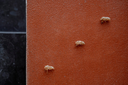 Three Empty Cicada Shells on Terracotta Textured Surface with Copy Space