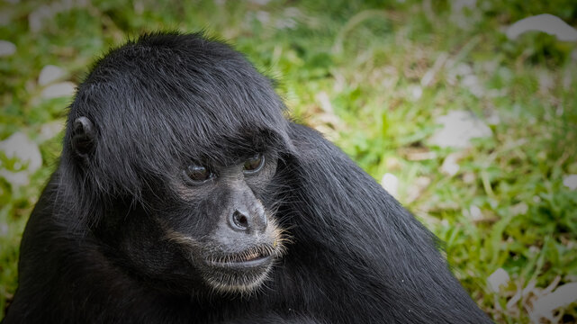 Black Spider Monkey Resting on Grass