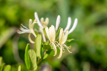Fototapeta premium Lonicera japonica, known as Japanese honeysuckle and golden-and-silver honeysuckle. Cape Tsumeki, Shimoda city, Izu Peninsula,Shizuoka Prefecture, Japan. Philippine Sea Plate. 