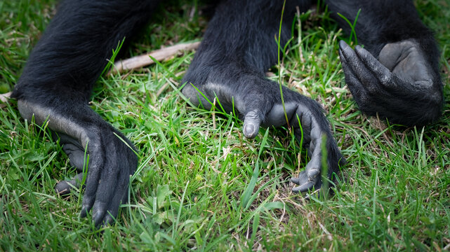 Black Spider Monkey Hand and Feet Close up
