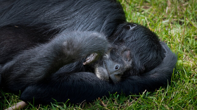 Black Spider Monkey Resting on Grass