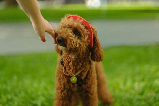 Woman hand petting cute funny apricot poodle dog wearing a red cap in summer park.