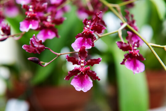 Elegant Oncidium Sharry Baby Red Fantasy Orchid With Burgundy Blooms In Tropical Greenhouse Collection