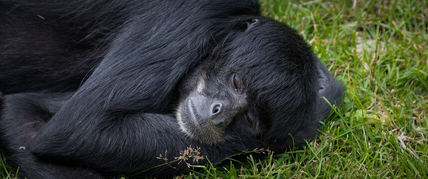 Black Spider Monkey Resting on Grass