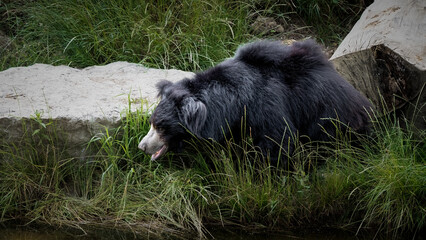 Large Sloth Bear in Search of Food © Ian
