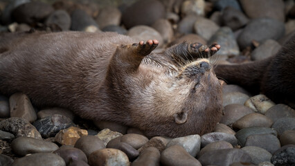 Naklejka premium Asian Short-clawed Otter Playing with a Stone