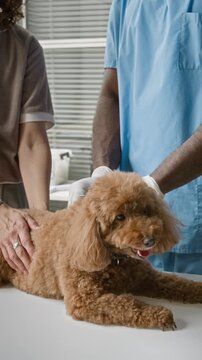 Vertical shot of African American male veterinarian and Caucasian female owner comforting brown poodle on examination table. Clip is ideal for veterinary clinic promotions and pet care services