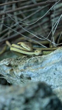 Gorgeous Yellow Rat Snake Courtship Mating Pair