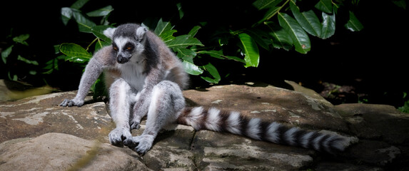 Obraz premium Ring-tailed Lemur Sitting on a Rock