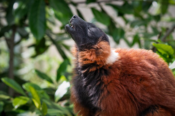 Fototapeta premium Red Ruffed Lemur Enjoying its Food