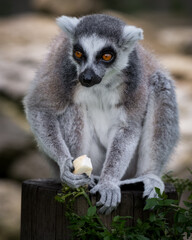 Fototapeta premium Ring-tailed Lemur Holding Some Food