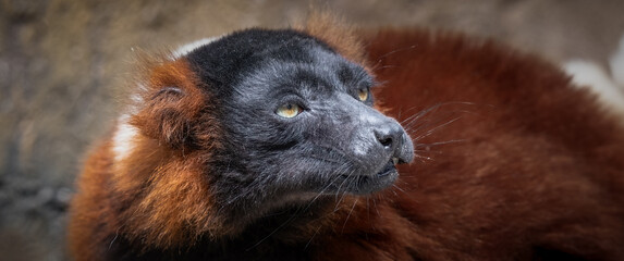 Obraz premium Red Ruffed Lemur Enjoying its Food