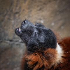 Obraz premium Red Ruffed Lemur Enjoying its Food