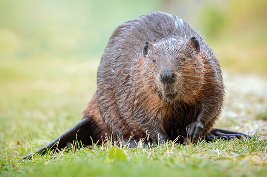 North American Beaver