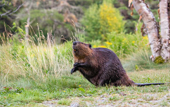 North American Beaver