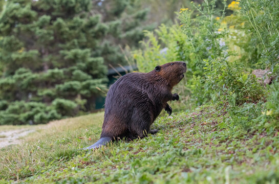 North American Beaver