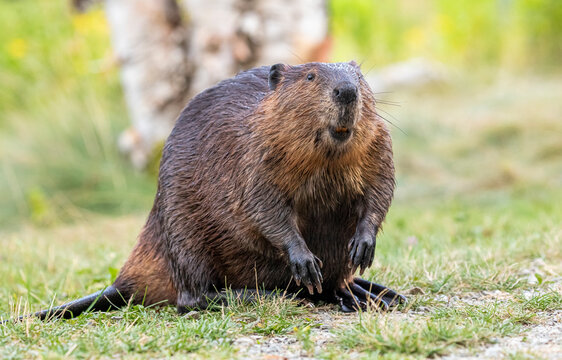 North American Beaver