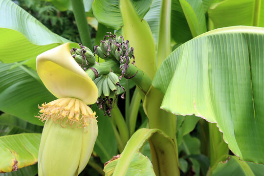 Bananenstaude mit Bl&uuml;ten und kleinen Bananen