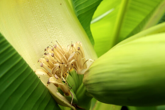 Bananenstaude mit Bl&uuml;ten und kleinen Bananen