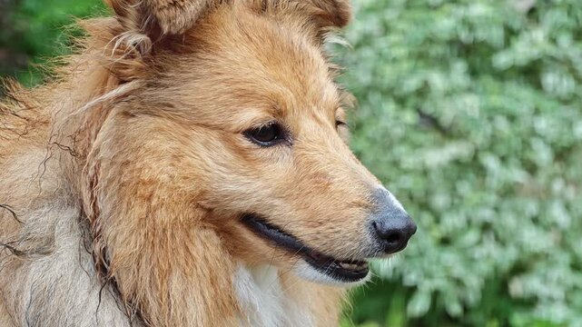 Close up of a wet fluffy ginger dog showing vomeronasal flehmen response and opening mouth to sniff a scent mark, useful background for canine behavior science, veterinary wellness and pet care