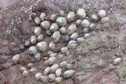 Common limpets (patella vulgata) on a rock