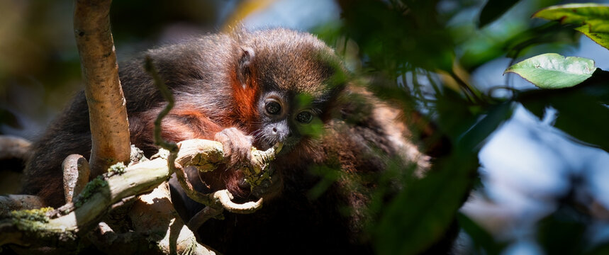 Close up of a Baby Titi Monkey