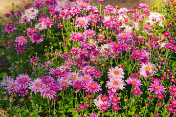 Obraz premium Pink double chrysanthemum, garden mum flowers and unopened buds blooming in a sunny autumn garden. Beautiful seasonal floral landscape in botanical park. Plant breeding, gardening, cultivation