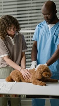 Vertical shot of African American middle aged veterinarian and Caucasian young adult woman examining small poodle dog on table in clinic. Perfect for pet care services and veterinary clinic promotions