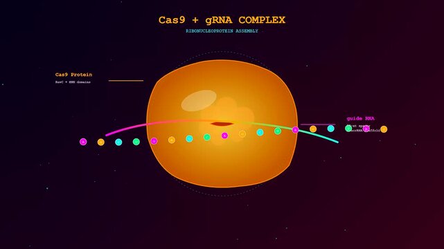 The process of crispr gene editing shown as a molecular animation where a protein complex assembles along a strand of nucleic acid for laboratory research