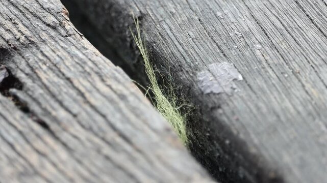 Close-up of thin green fibers caught in a gap between weathered wooden planks