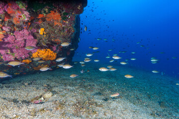 coral reef with fish © Evgenios