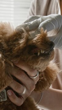 Vertical video of veterinarian wearing gloves examining teeth of brown poodle dog held by female owner. Footage ideal for pet health insurance and veterinary clinic marketing