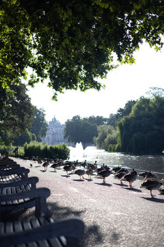 Geese Gather Beside Lake and Fountain in London Royal Park