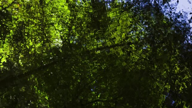 Rippling water surface reflecting swirling green tree canopy