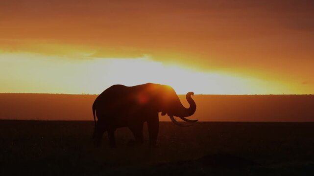Bull Elephant at Sunset in Mara North Conservancy, Maasai Mara, Kenya African Wildlife Safari