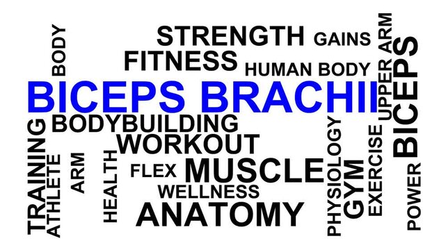 Biceps Brachii Word Cloud