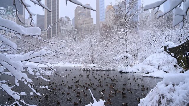 Huge flock of wild duck floating on the pond in winter. Trees are covered with thick layer of white fluffy snow around the water in Central Park.